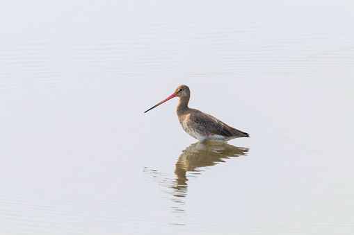 Black Tailed Godwit (Limosa limosa) Wader Bird Foraging in shallow water