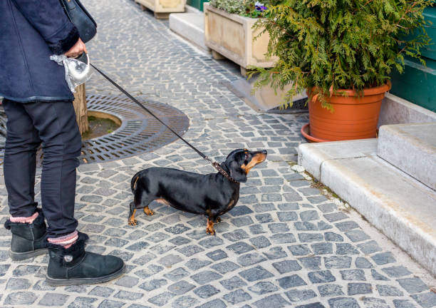 dachshund on leash in front of building looking and waiting for someone. owner holds plastic bag for dog droppings - dachshund dog reliability animal imagens e fotografias de stock