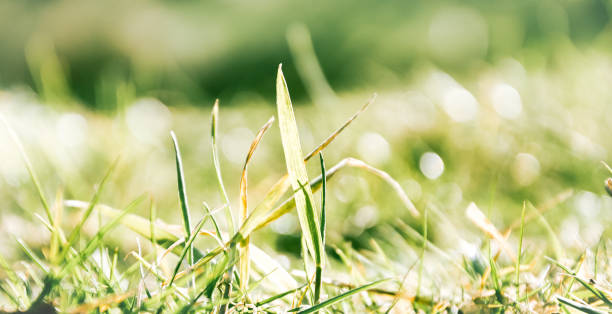 istock Grass closeup with fine water drops spraying down and creating a beautiful light effect background, shallow focus 1162106096
