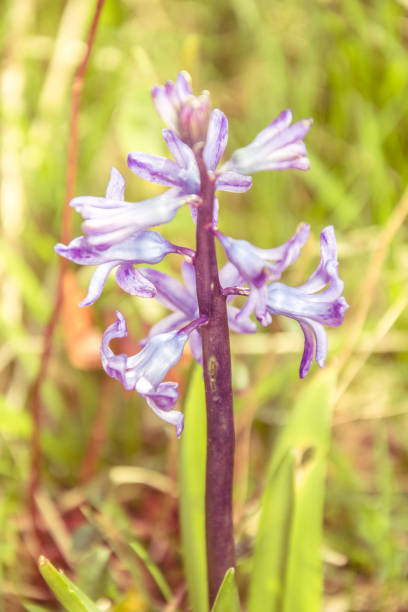 istock English bluebells, Hyacinthoides non-scripta, selective focus and diffused background in spring, backlit by early morning sunlight, 1162106313