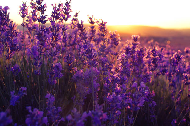 istock Beautiful violet lavender fields in the sunset light. 1162106857