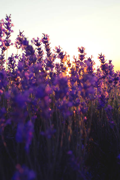 istock Beautiful violet lavender fields in the sunset light. 1162106858