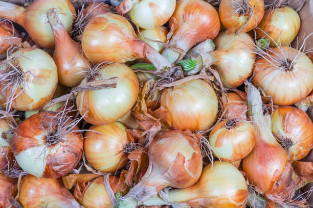istock Top view of young bulb onions, background 1162108191