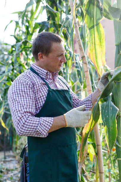 istock Man  horticulturist in apron working with corn seedlings in  garden 1162108525