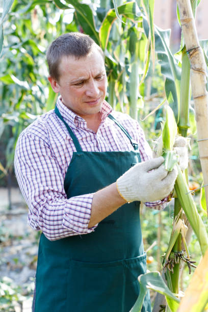 istock Farmer taking care of corn plants 1162108557