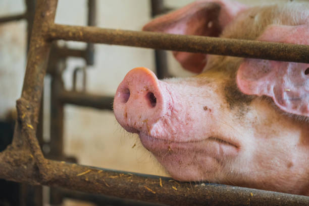 istock large pig snout in cage at animal farm 1162108992