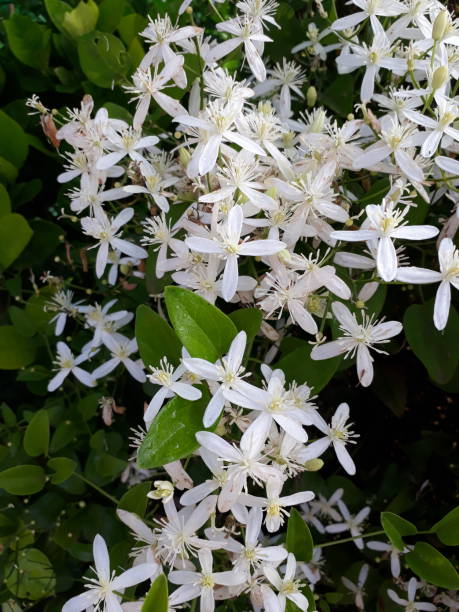 clematis armandii aussi appelé armand clematis ou clématites à feuilles persistantes, vitalba clématique, joie du voyageur, arc de vierge, barbe du vieil homme, - clématite photos et images de collection