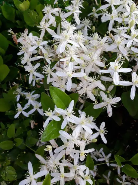 Photo of Clematis armandii also called as Armand clematis or evergreen clematis, clematic vitalba, traveller's joy,virgin's bower,old man's beard,