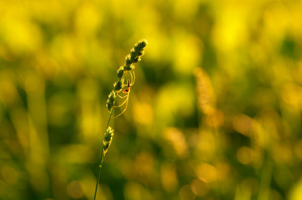 Silhouette of spider-tetragnatha on a green stem of orchard grass on the background green meadow