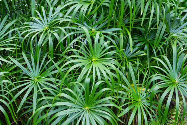 istock Umbrella papyrus with green leaves background 1162112785