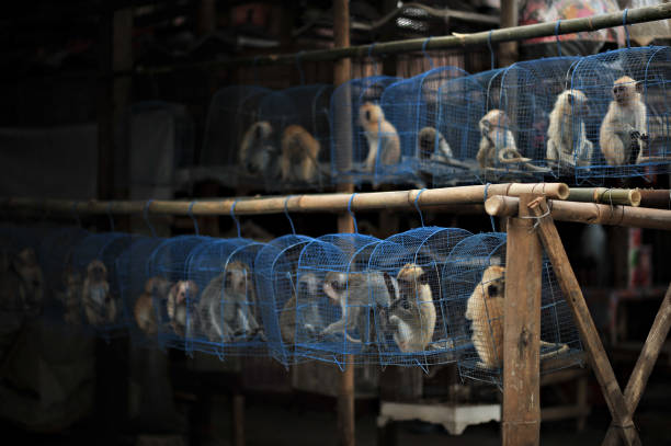 Monkey in the cage at an animal market