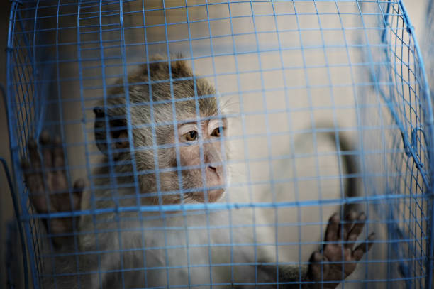 istock Monkey in the cage at an animal market 1162112974