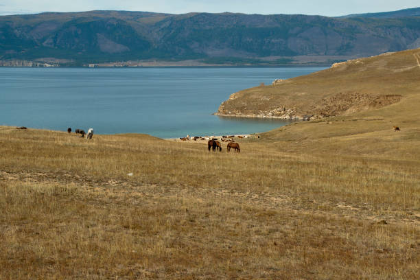 cavalli che pascolano sull'erba secca con il lago baikal sullo sfondo - livestock horse bay animal foto e immagini stock