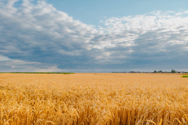 istock gold ripe wheat field in sun 1162114680