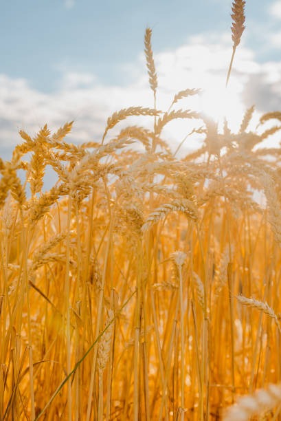 istock gold ripe wheat field in sun 1162114830