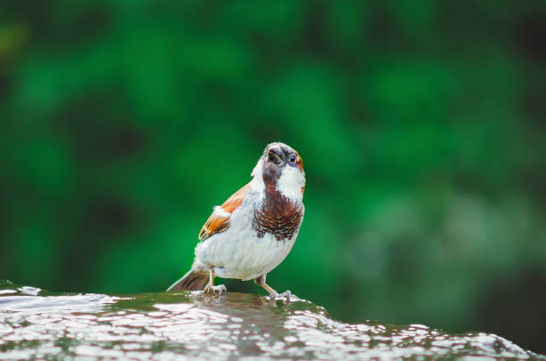 City bird - a sparrow, close-up.
