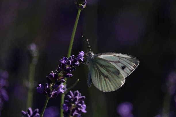 istock White butterfly on lavender flower 1162117546