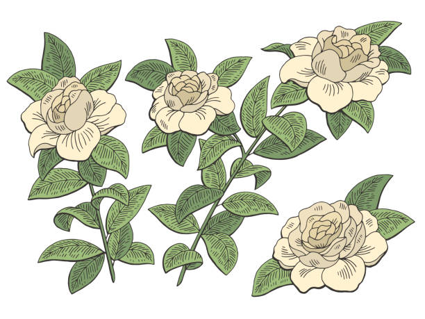 Gardenia Flower Branch Graphic Color Isolated Sketch Illustration Vector  Stock Illustration - Download Image Now - iStock