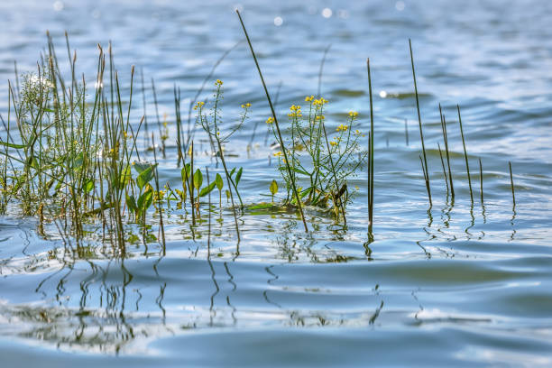 istock water flowers yellow lake waves 1162117758