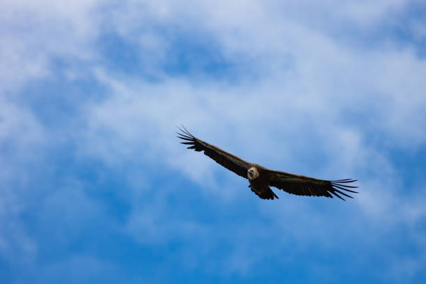 istock Beautiful bird at the blue sky 1162117975