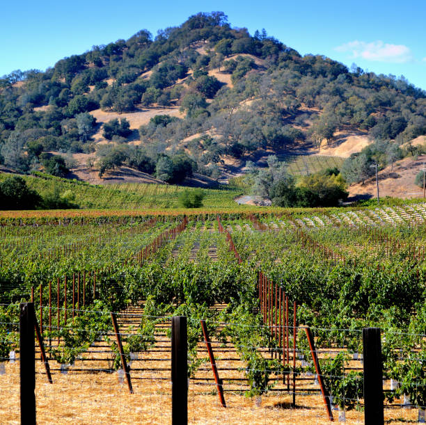 istock Scenic view of California vineyards 1162117980