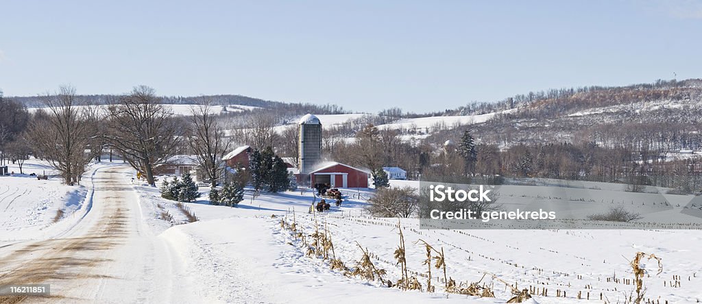 Framstead on a Winter Morning Farmstead on a Morning in Early Winter with Blowing Snow and Cows. Winter Stock Photo