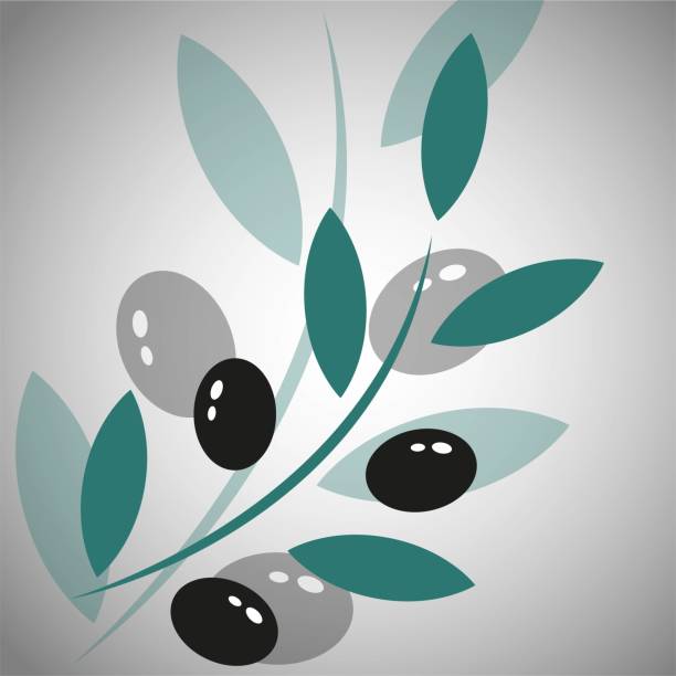 Beautiful illustration with branch of black olives on white background. Beautiful illustration with branch of black olives on white background major cities stock illustrations