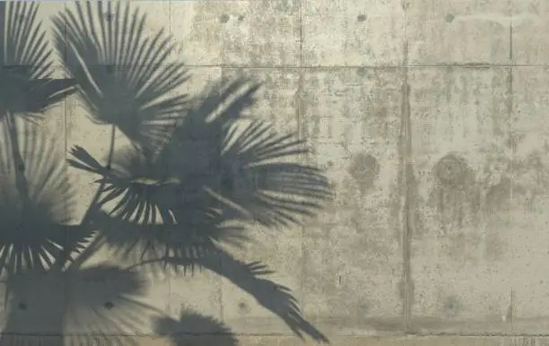 Photo of Palm leaves cast a shadow on the concrete wall. Conceptual creative illustration with copy space. Concrete jungle.
