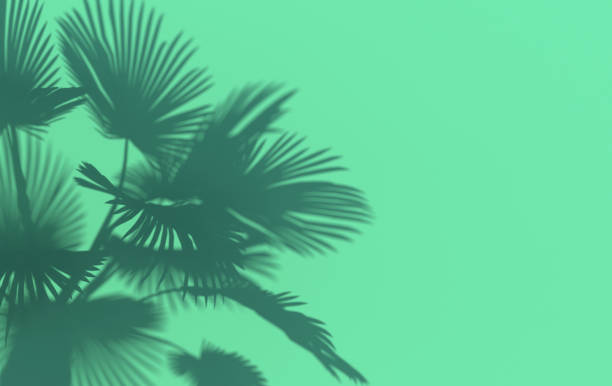 istock Palm leaves cast a shadow on the turquoise wall. Conceptual creative illustration with copy space. 1162123241