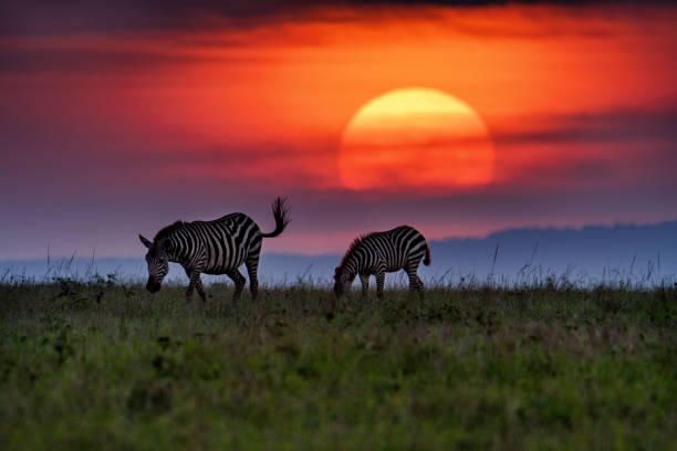 istock Sunset in Masai mara 1162124175