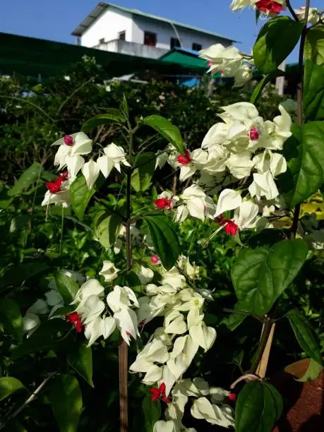 Clerodendrum thomsoniae also called as bleeding glory-bower, glory-bower, bagflower or bleeding-heart vine
