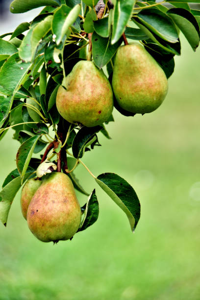 istock Organic pear on the branch 1162124518