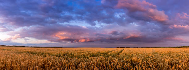 istock Twilight on the field with young golden wheat or rye with cloudy sky. 1162125445