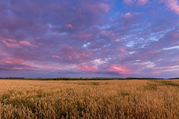 istock Twilight on the field with young golden wheat or rye with cloudy sky. 1162125461