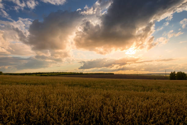 An absolutely breathtaking view of a stunning sunset illuminating a vast golden wheat field beneath a vibrant sky