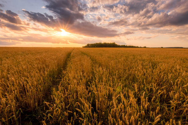 istock Sunset on the field with young golden wheat or rye with cloudy sky. 1162125747
