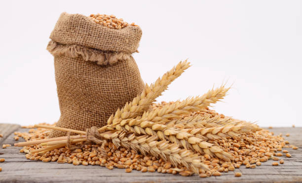 istock Sack with grains and ear of wheat. 1162126835
