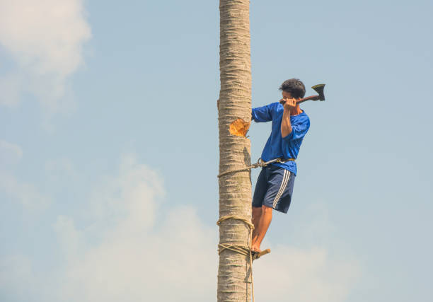 Koh Samui, Thailand - JAN 23, 2019: Thai man on the tree trunk cutting big palm tree with an axe under blue sky