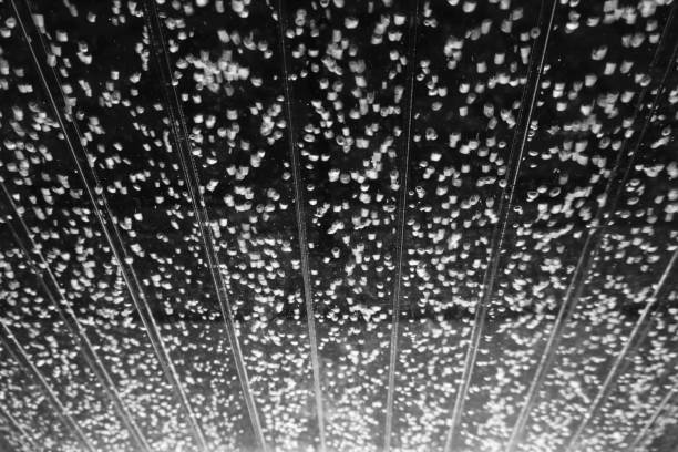 istock Abstract black and white backgrounds. Granules float in water 1162127353