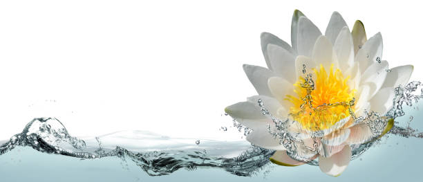 istock Blooming lotus flower in water 1162128135