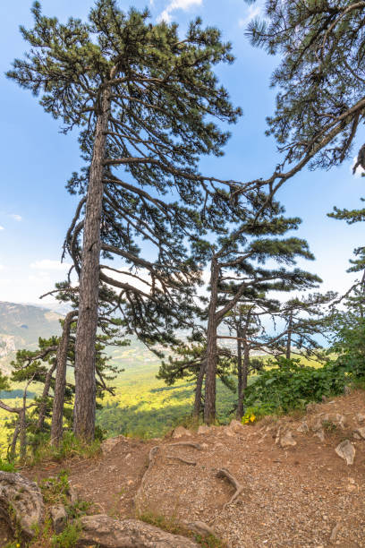 istock Beautiful pine tree on a mountain in Crimea 1162128164