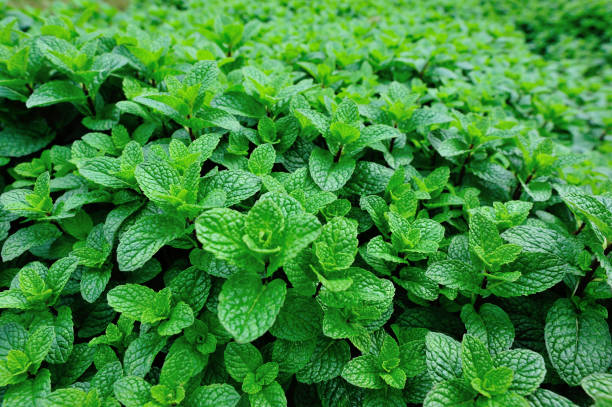 istock Dense mint plant growing at vegetable garden 1162129470