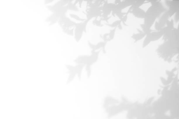 istock gray shadow of the leaves on a white wall 1162129660