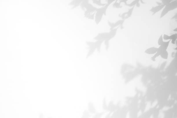 istock gray shadow of the leaves on a white wall 1162129661