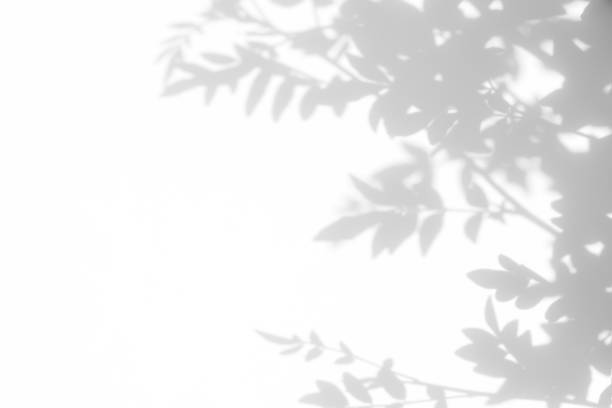 istock gray shadow of the leaves on a white wall 1162129662