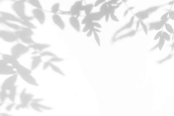 istock gray shadow of the leaves on a white wall 1162129663