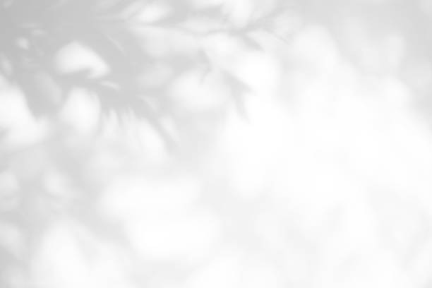 白い壁の葉の灰色の影 - 背景 ストックフォトと画像