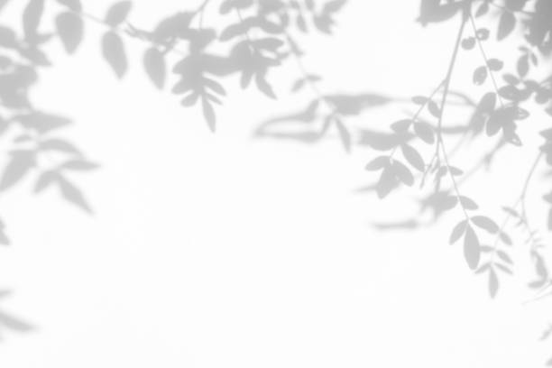 istock gray shadow of the leaves on a white wall 1162129665