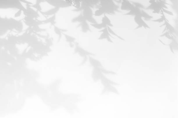 istock gray shadow of the leaves on a white wall 1162129666