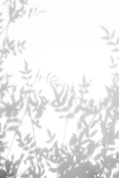 istock gray shadow of the leaves on a white wall 1162129675